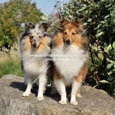 two Shetland Sheepdogs on a rock