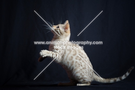 snow bengal kitten playing, studio shot on black background, front legs in air