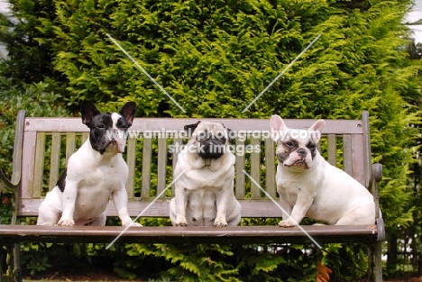 french bulldog and pug 