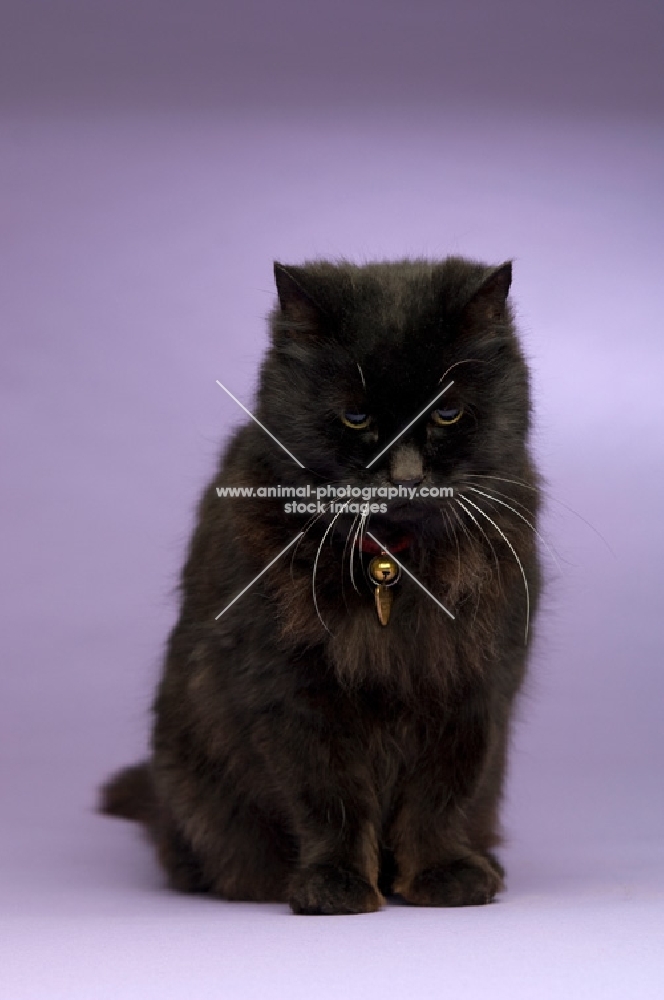 black long haired cat sitting isolated on a purple background