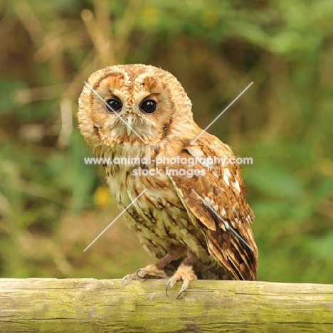 tawny owl