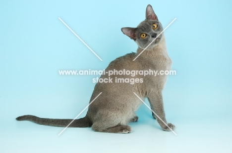 young blue Burmese cat sitting on blue background