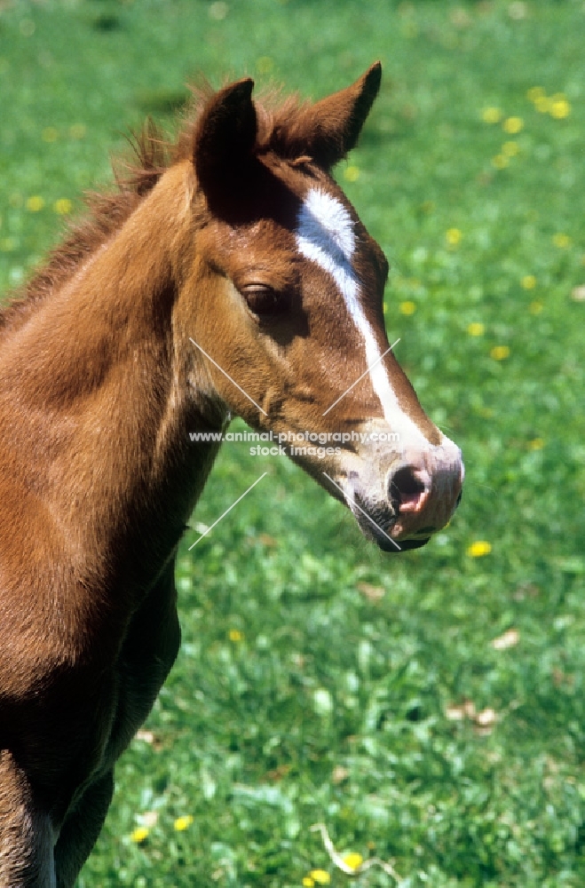 quarter horse foal portrait