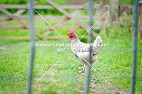Grey Hen standing in a field, behind a fence.