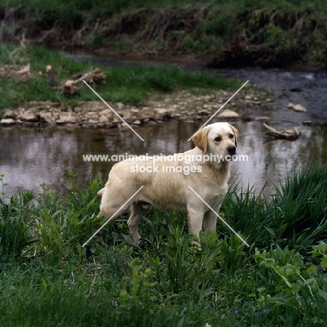 dickendall's mr mister, labrador standing near river
