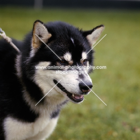 portrait of greenland dog