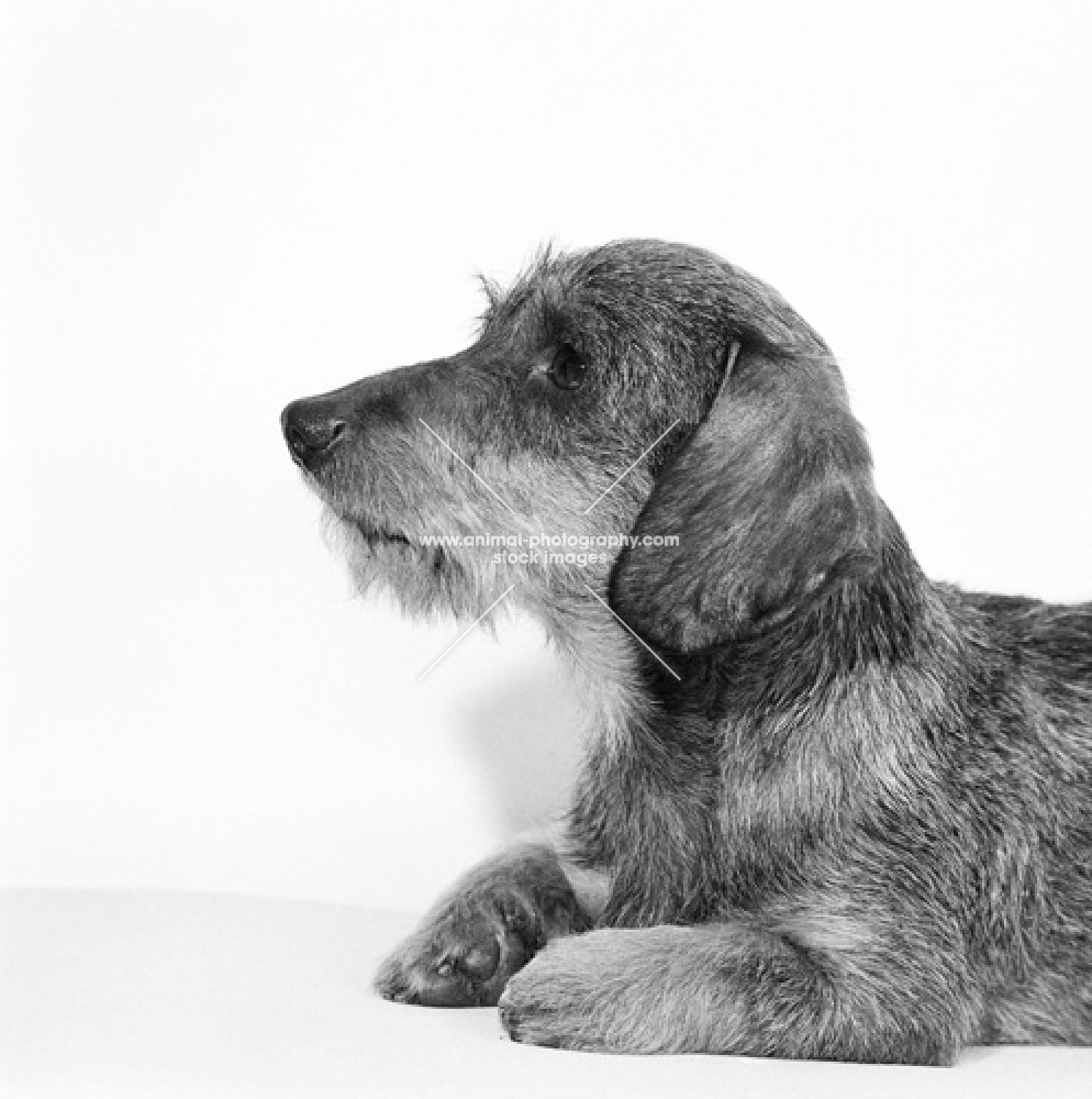 eng & aust. ch culdees ulric, miniature wire haired dachshund