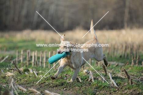 yellow labrador retrieving dummy