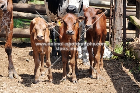 Nguni Calves