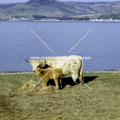 highland cow with her calf on holy island, scotland