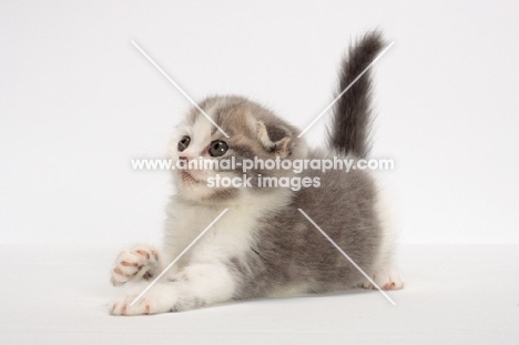 Blue Classic Tabby & White Scottish Fold kitten