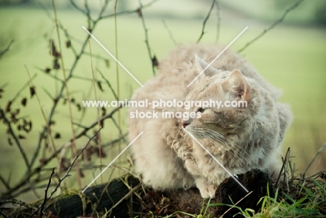 LaPerm in nature