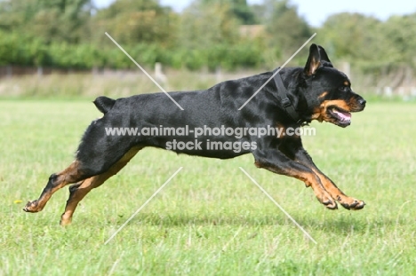 shiny Rottweiler, running