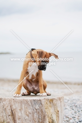 Boxer puppy sitting on log