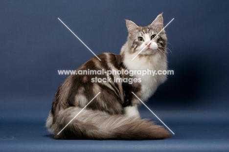 Silver Classic Tabby & White Maine Coon