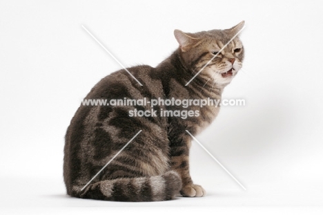 Blue Classic Tabby American Shorthair cat meowing