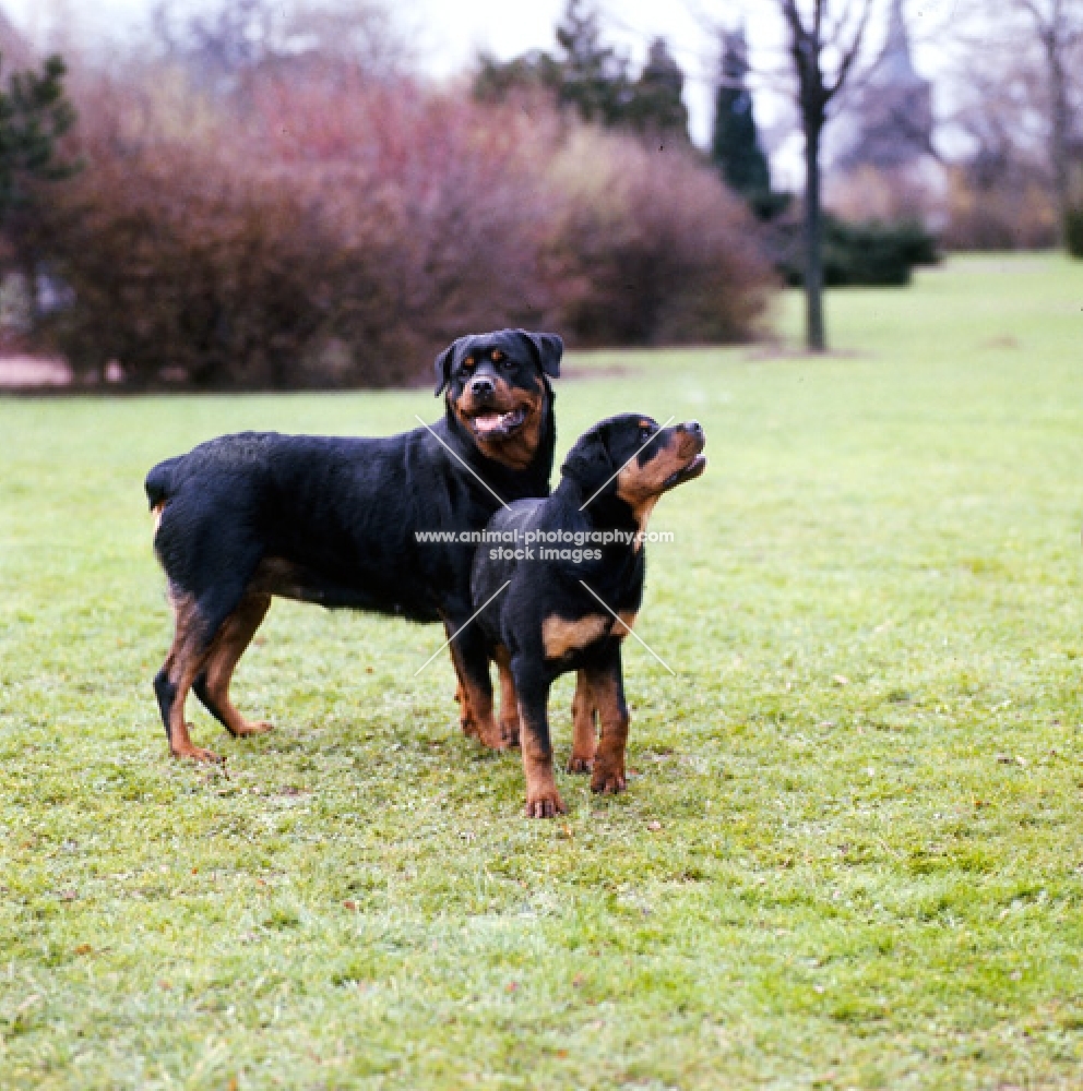 champion rottweiler with her puppy