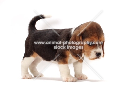 Beagle puppy on white background looking down