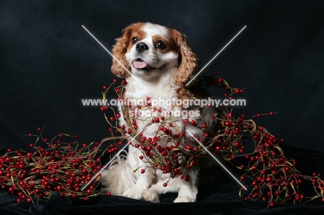 cavalier king charles spaniel sitting in holly berries