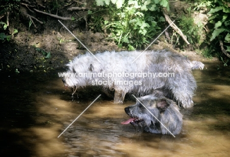two glen of imaal terriers in muddy water