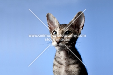 kitten on blue, looking curious