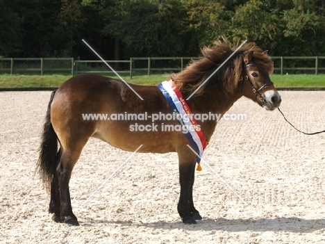 champion Exmoor Pony