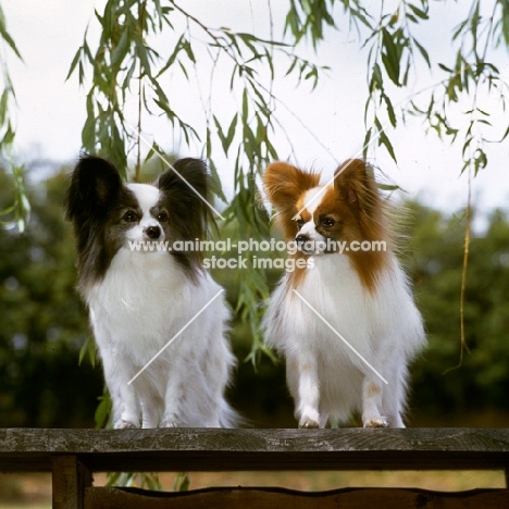 two papillons, left - ch caswell carminetta, right - ch caswell coppertiger,