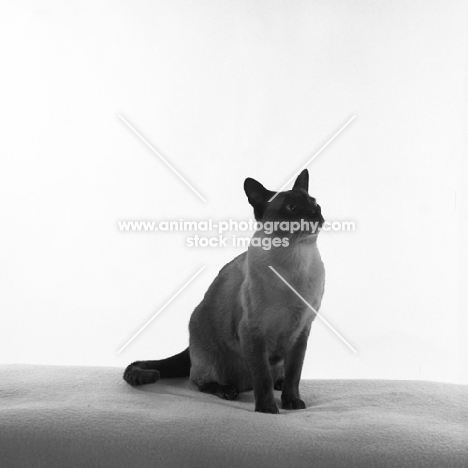 seal point siamese cat sitting in the dark against a bright background