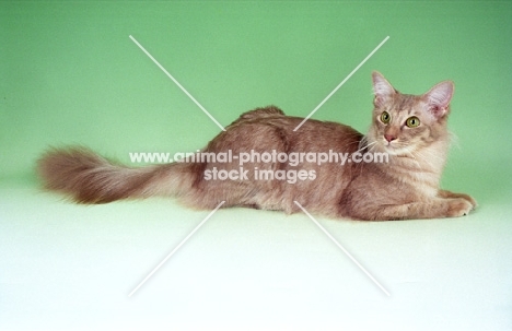 caramel shaded Oriental Longhair, lying down. (aka Javanese or Angora)