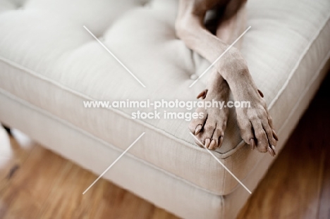 Close-up of Weimaraner paws lying on sofa.