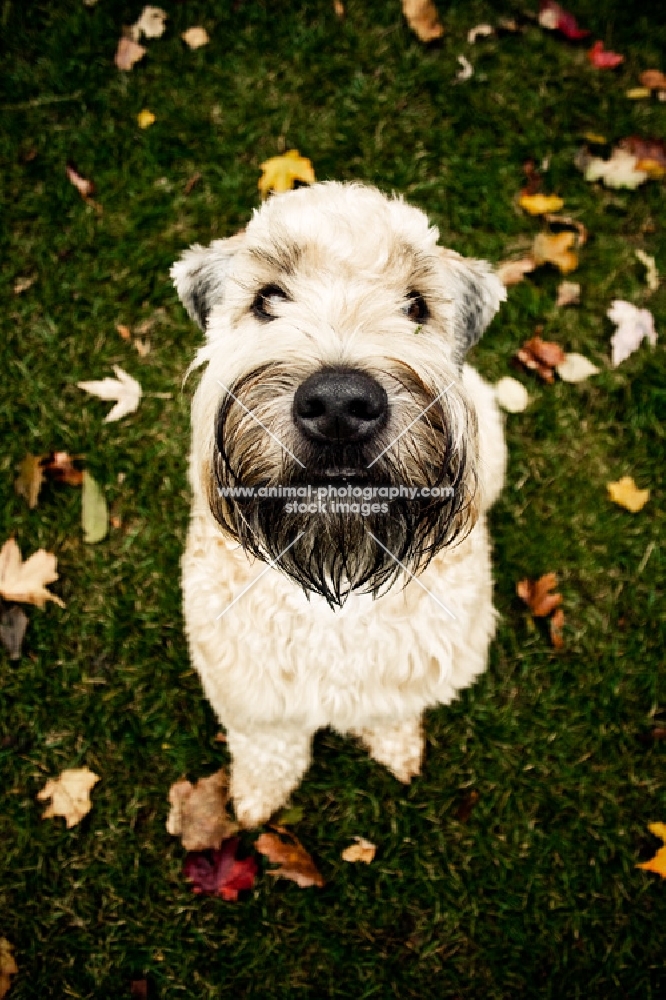 soft coated wheaten terrier sitting on grass