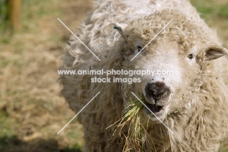 Greyface Dartmoor eating grass