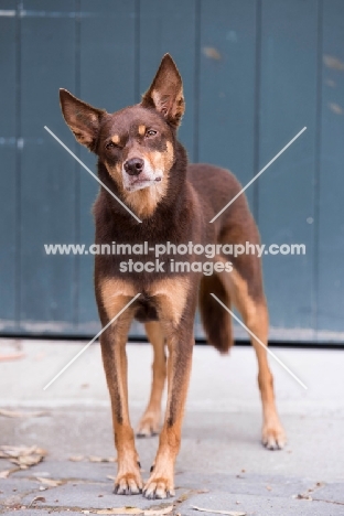 curious Kelpie 