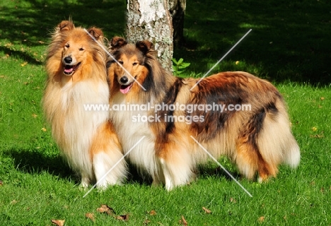 two rough Collies
