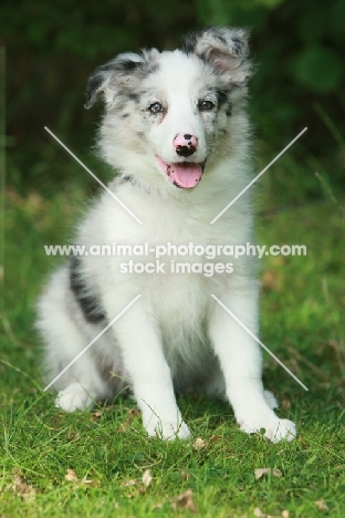 Border Collie puppy