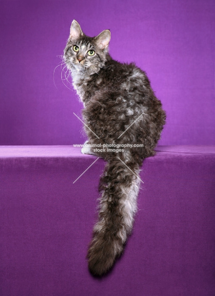 9 month old Silver Tabby and White LaPerm male neuter sitting, looking out