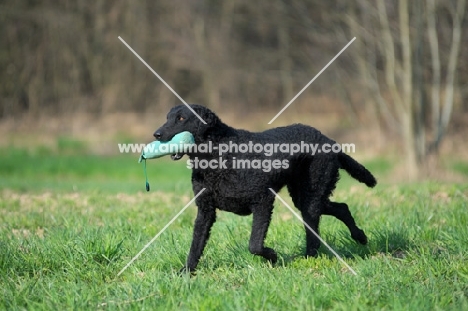 Curly Coated Retriever retrieving dummy