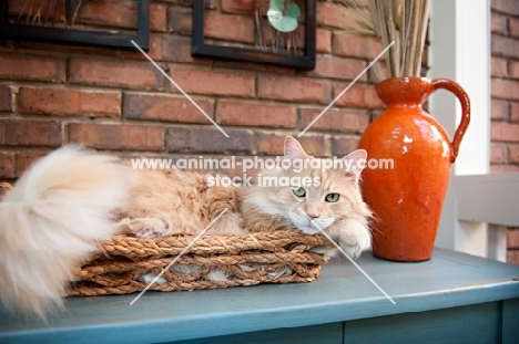 orange tabby lying in basket