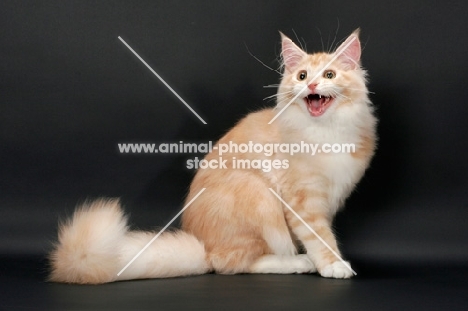 male Maine Coon cat meowing, Red Silver Tabby & White