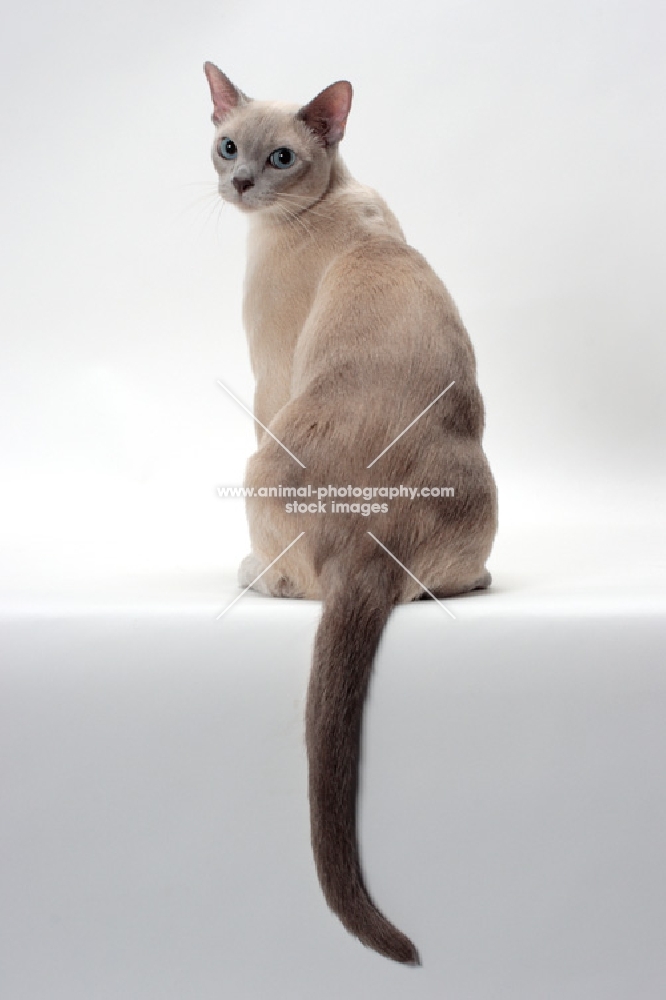 Tonkinese back view, Lilac (Platinum) Mink coloured