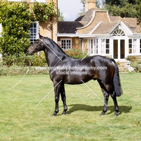 catherston night safe, riding pony, owner jennie loriston-clarke. one of the most famous pony stallions ever produced in the uk. 