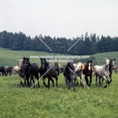 lipizzaner and austrian half bred colts trotting, cantering, towards camera at piber