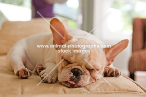 French Bulldog puppy, colour: honey pied