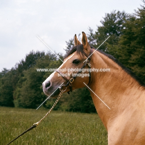 zaman, karabakh stallion owned by the Queen, presented to her by the soviet government