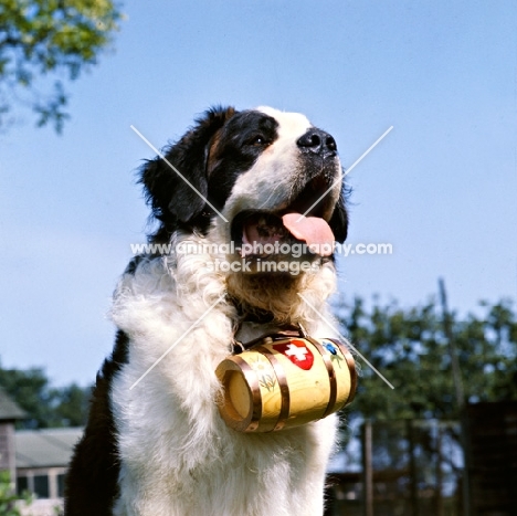 st bernard wearing cask around neck