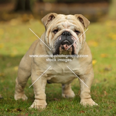 Bulldog on grass