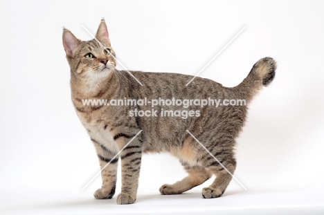 Pixie Bob standing on white background