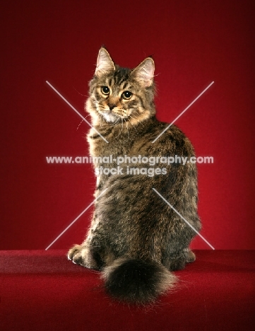 longhaired Pixie Bob cat, back view, on red background