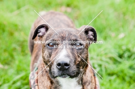 Staffordshire Bull Terrier looking at camera