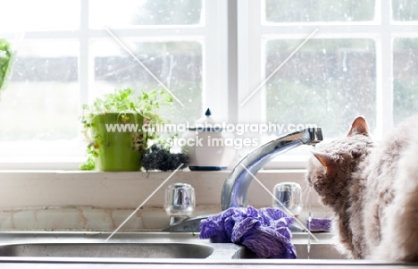 Laperm cat drinking from kitchen tap